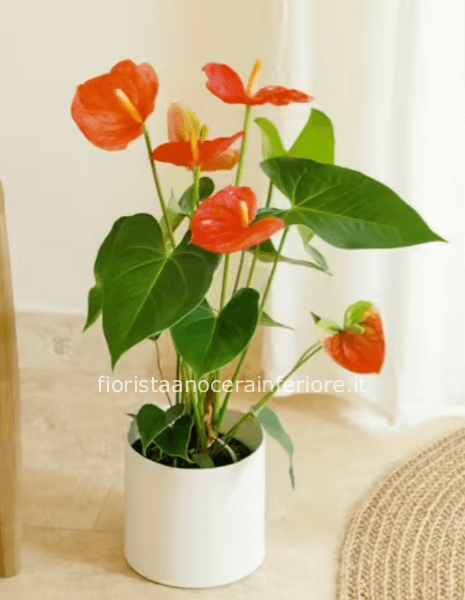 Pianta di anthurium