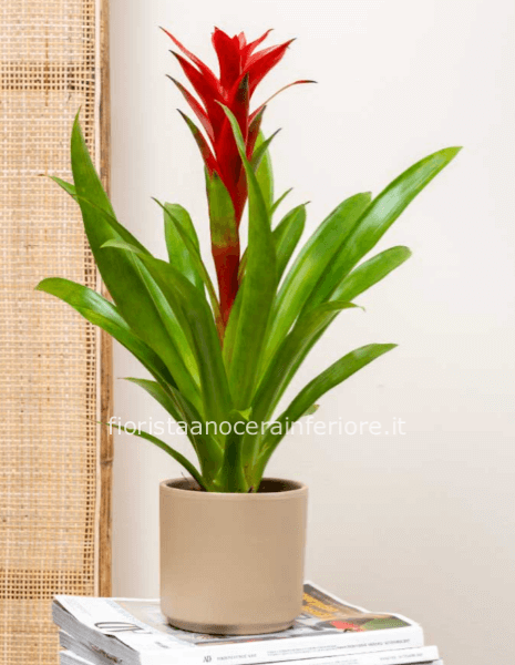 Pianta di guzmania