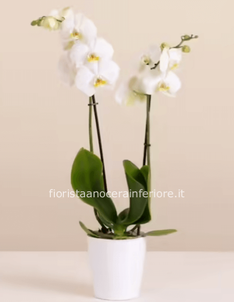 Pianta di orchidea bianca