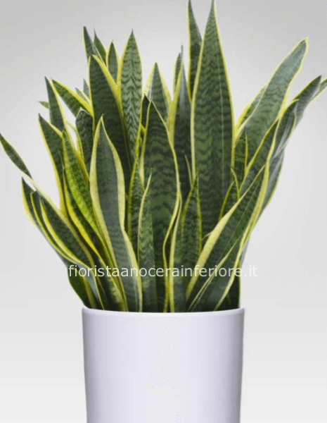 Pianta di sansevieria