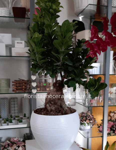 pianta di ginseng con sottovaso di ceramica