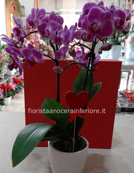 orchidea a 2 rami disponibile in varie colorazioni. Vasetto di ceramica incluso nel prezzo