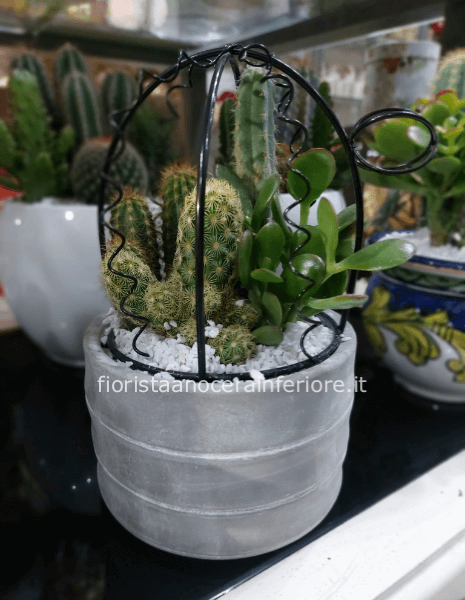 Piantine grasse in vasetti decorati