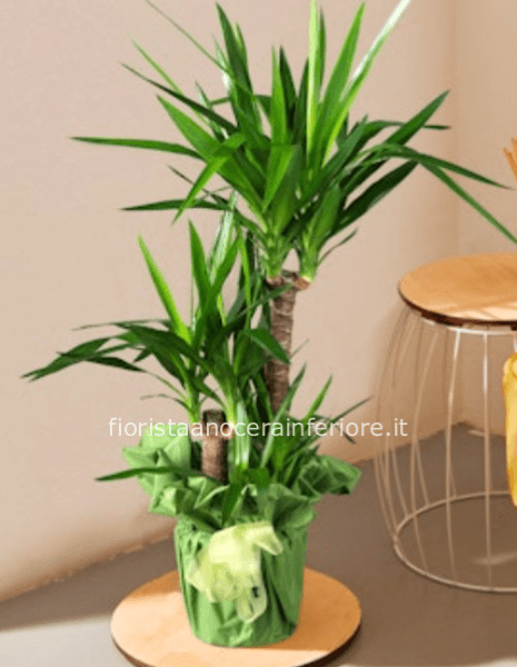 Yucca (Tronchetto della felicità)