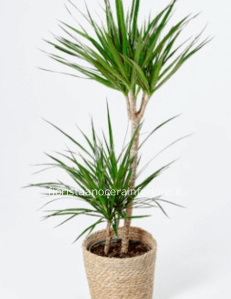 Dracaena Marginata