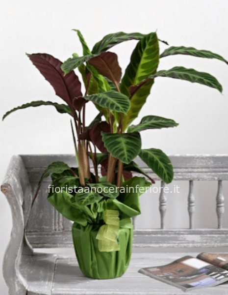 Maranta - La pianta della Preghiera