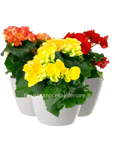 Pianta di begonia (con vasetto)