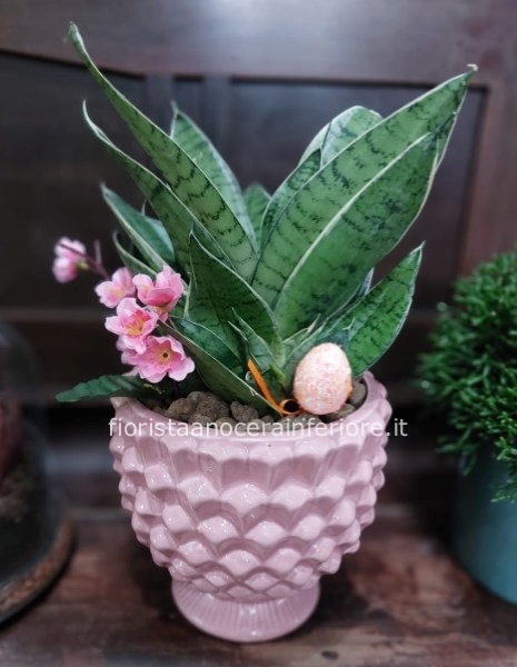 Chic Pasquale – Sansevieria in Vaso Design Rosa